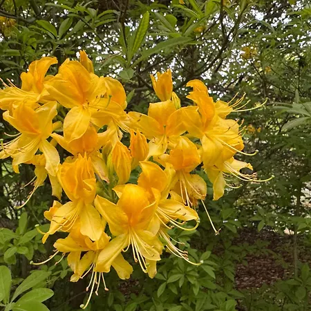 Gnubbel Am Wald Вайсвассер