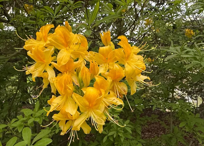 Gnubbel Am Wald فايسفاسر